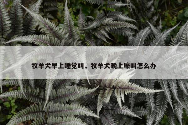 牧羊犬早上睡觉叫，牧羊犬晚上嚎叫怎么办