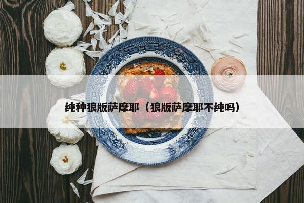 纯种狼版萨摩耶（狼版萨摩耶不纯吗）