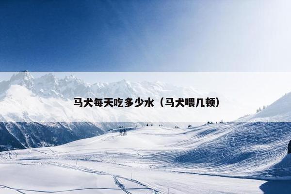 马犬每天吃多少水（马犬喂几顿）