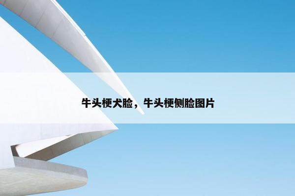牛头梗犬脸，牛头梗侧脸图片
