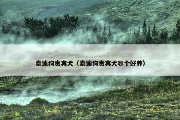 泰迪狗贵宾犬（泰迪狗贵宾犬哪个好养）