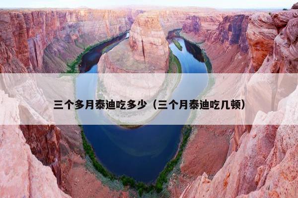 三个多月泰迪吃多少（三个月泰迪吃几顿）