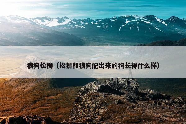 狼狗松狮（松狮和狼狗配出来的狗长得什么样）