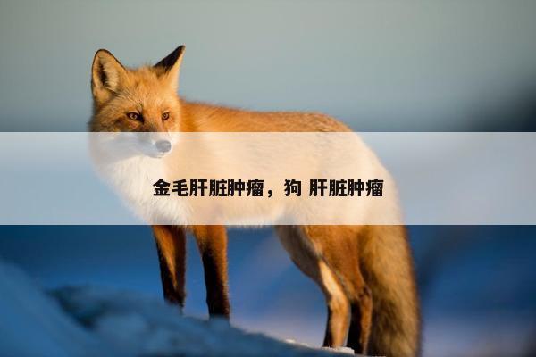 金毛肝脏肿瘤，狗 肝脏肿瘤