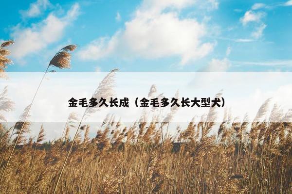 金毛多久长成（金毛多久长大型犬）