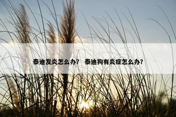 泰迪发炎怎么办？ 泰迪狗有炎症怎么办？