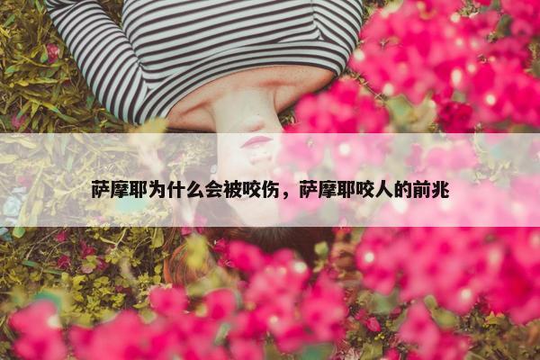 萨摩耶为什么会被咬伤，萨摩耶咬人的前兆