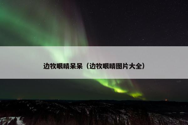 边牧眼睛呆呆（边牧眼睛图片大全）