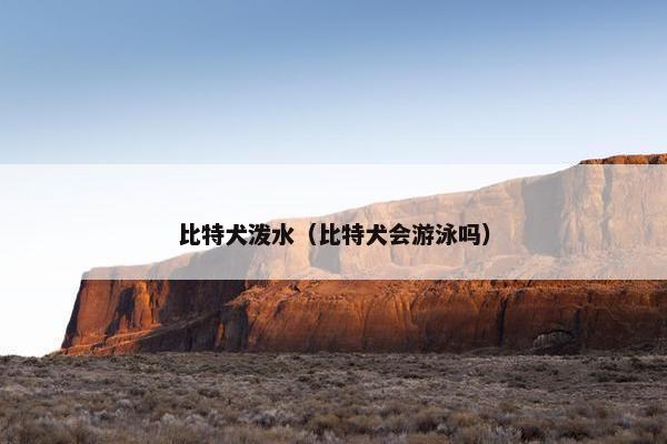 比特犬泼水（比特犬会游泳吗）