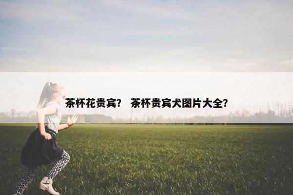 茶杯花贵宾？ 茶杯贵宾犬图片大全？