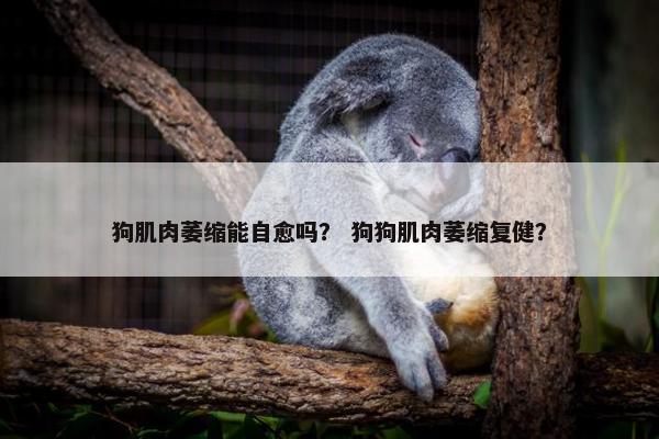 狗肌肉萎缩能自愈吗？ 狗狗肌肉萎缩复健？