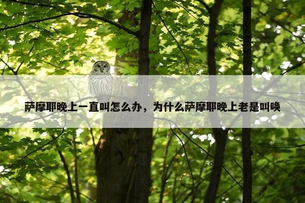 萨摩耶晚上一直叫怎么办，为什么萨摩耶晚上老是叫唤