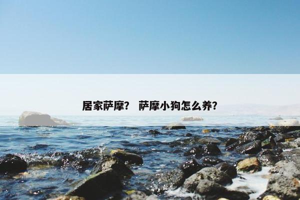 居家萨摩？ 萨摩小狗怎么养？