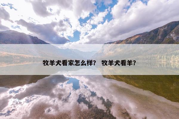 牧羊犬看家怎么样？ 牧羊犬看羊？