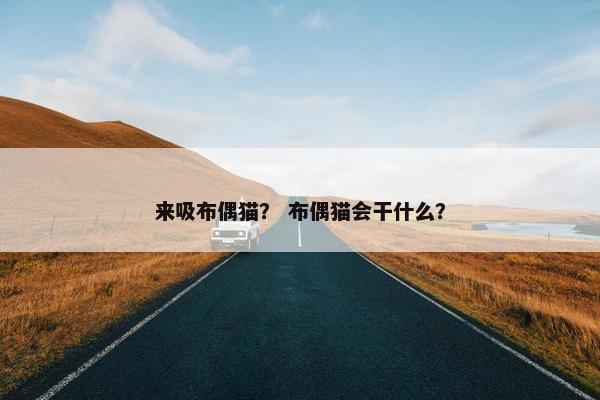 来吸布偶猫？ 布偶猫会干什么？