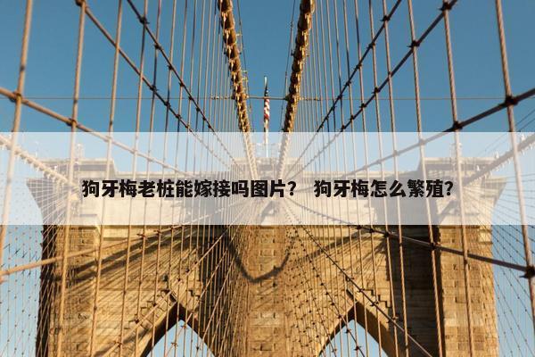 狗牙梅老桩能嫁接吗图片？ 狗牙梅怎么繁殖？