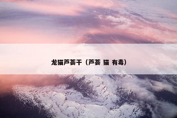 龙猫芦荟干（芦荟 猫 有毒）