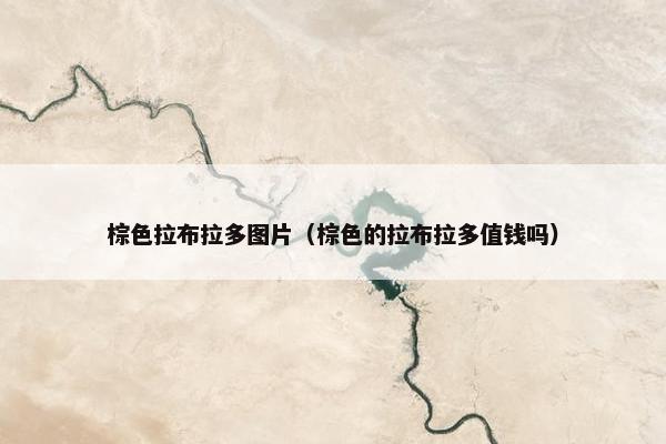 棕色拉布拉多图片（棕色的拉布拉多值钱吗）