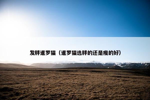 发胖暹罗猫（暹罗猫选胖的还是瘦的好）