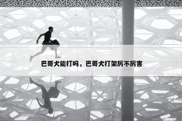 巴哥犬能打吗，巴哥犬打架厉不厉害