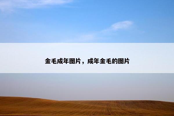 金毛成年图片，成年金毛的图片