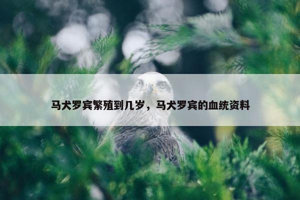 马犬罗宾繁殖到几岁，马犬罗宾的血统资料