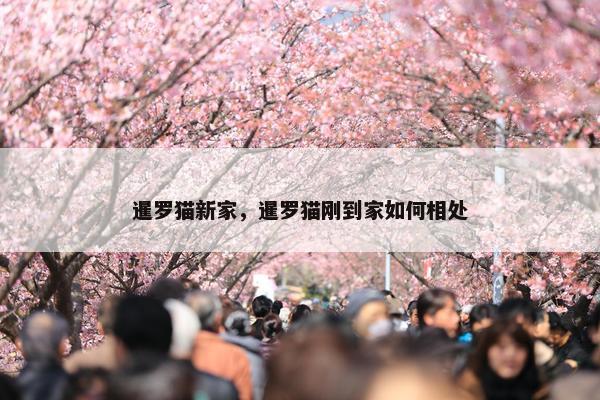 暹罗猫新家，暹罗猫刚到家如何相处