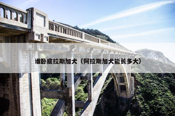 谁卧底拉斯加犬（阿拉斯加犬能长多大）