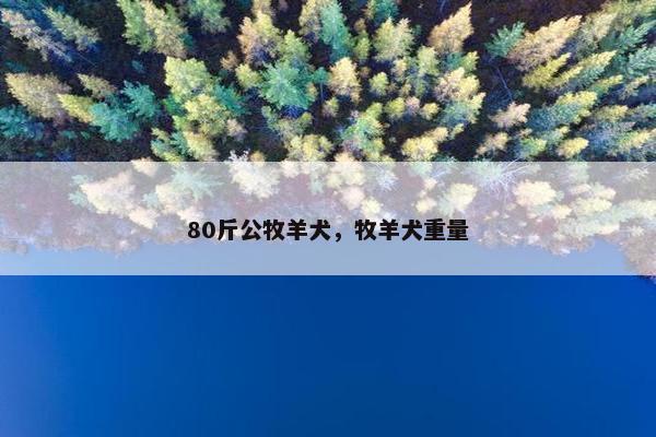 80斤公牧羊犬，牧羊犬重量