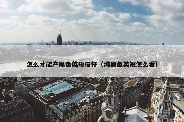 怎么才能产黑色英短猫仔（纯黑色英短怎么看）