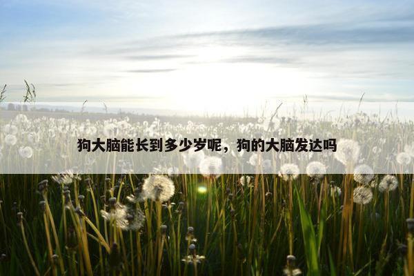 狗大脑能长到多少岁呢，狗的大脑发达吗