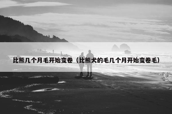 比熊几个月毛开始变卷（比熊犬的毛几个月开始变卷毛）