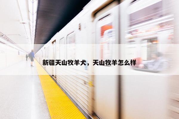 新疆天山牧羊犬，天山牧羊怎么样