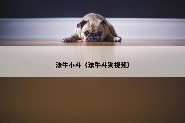 法牛小斗（法牛斗狗视频）