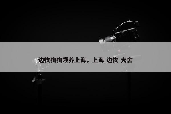 边牧狗狗领养上海，上海 边牧 犬舍