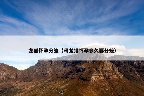 龙猫怀孕分笼（母龙猫怀孕多久要分笼）