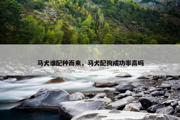 马犬谁配种而来，马犬配狗成功率高吗