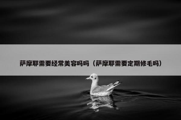 萨摩耶需要经常美容吗吗（萨摩耶需要定期修毛吗）