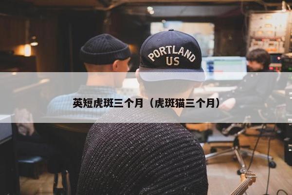 英短虎斑三个月（虎斑猫三个月）