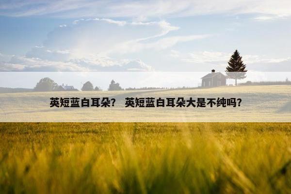 英短蓝白耳朵？ 英短蓝白耳朵大是不纯吗？