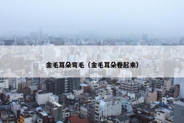 金毛耳朵弯毛（金毛耳朵卷起来）