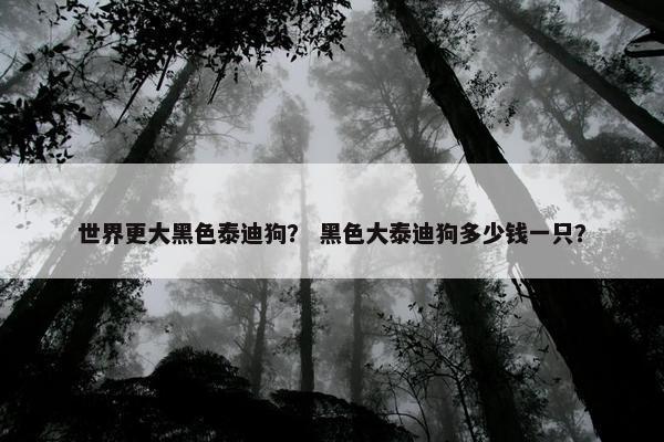 世界更大黑色泰迪狗？ 黑色大泰迪狗多少钱一只？