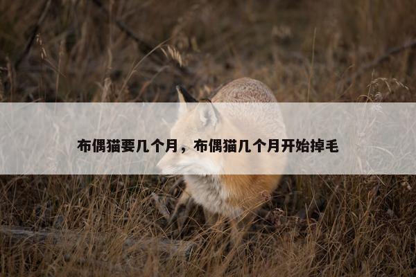 布偶猫要几个月，布偶猫几个月开始掉毛
