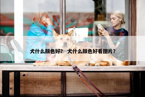 犬什么颜色好？ 犬什么颜色好看图片？
