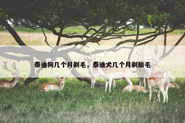 泰迪狗几个月剃毛，泰迪犬几个月剃胎毛