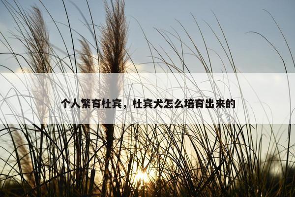 个人繁育杜宾，杜宾犬怎么培育出来的