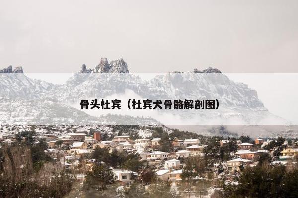 骨头杜宾（杜宾犬骨骼解剖图）