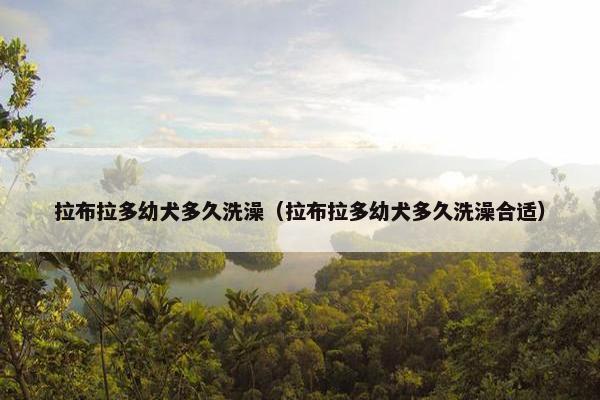 拉布拉多幼犬多久洗澡（拉布拉多幼犬多久洗澡合适）