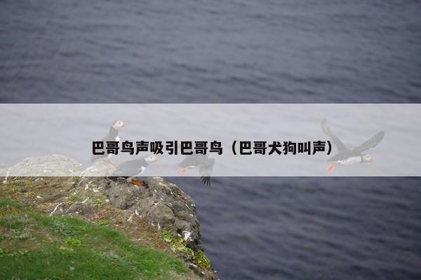 巴哥鸟声吸引巴哥鸟（巴哥犬狗叫声）