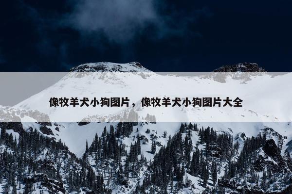 像牧羊犬小狗图片，像牧羊犬小狗图片大全